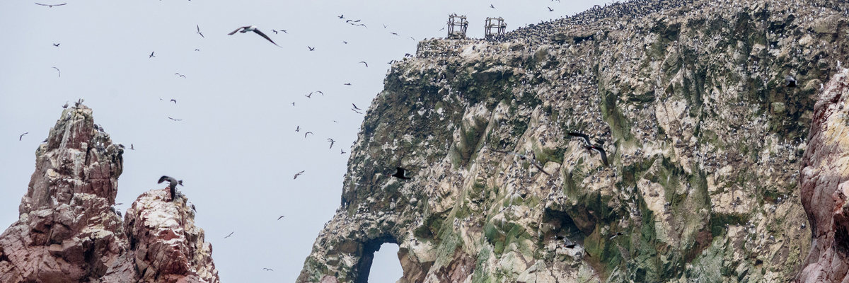 Ica + Islas Ballestas + Paracas desde Lima 2 días y 1 noche en Lima